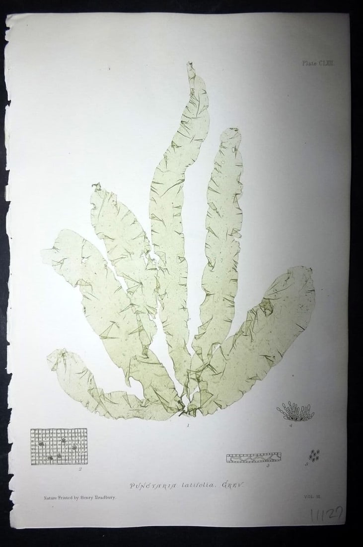 Bradbury, Henry 1859 Nature Printed Seaweed Print. Punctaria Latifolia 163: Antique Nature Printed Electrotype Published 1859 by Henry Bradbury, London for "The Nature-Printed British Sea-Weeds" by William Grosart Johnstone and Alexander Croall. Paper Size: 9 x 6 inch (24 x 1