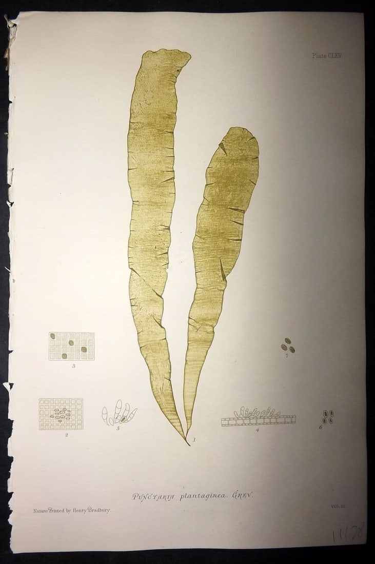 Bradbury, Henry 1859 Nature Printed Seaweed Print. Punctaria Plantaginea 164: Antique Nature Printed Electrotype Published 1859 by Henry Bradbury, London for "The Nature-Printed British Sea-Weeds" by William Grosart Johnstone and Alexander Croall. Paper Size: 9 x 6 inch (24 x 1