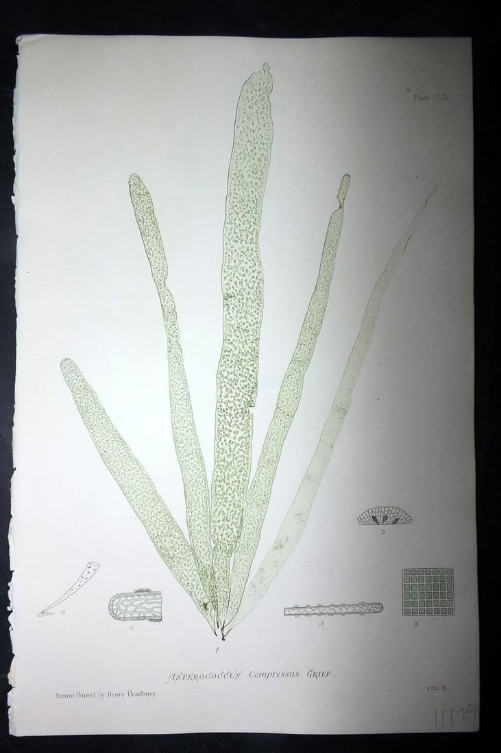 Bradbury, Henry 1859 Nature Printed Seaweed Print. Asperococcus Compressus 165: Antique Nature Printed Electrotype Published 1859 by Henry Bradbury, London for "The Nature-Printed British Sea-Weeds" by William Grosart Johnstone and Alexander Croall. Paper Size: 9 x 6 inch (24 x 1