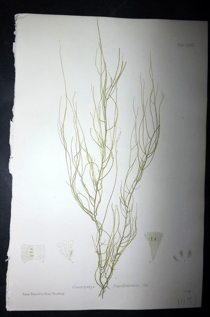 Bradbury, Henry 1859 Nature Printed Seaweed Print. Chordaria Flagelliformis 167: Antique Nature Printed Electrotype Published 1859 by Henry Bradbury, London for "The Nature-Printed British Sea-Weeds" by William Grosart Johnstone and Alexander Croall. Paper Size: 9 x 6 inch (24 x 1