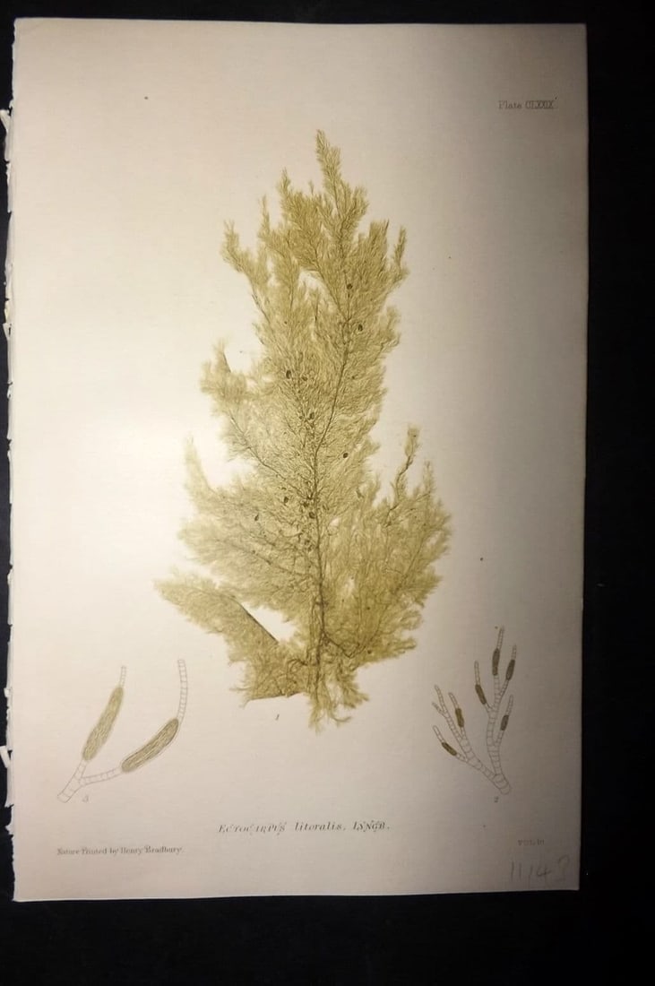 Bradbury, Henry 1859 Nature Printed Seaweed Print. Ectocarpus Litoralis 179: Antique Nature Printed Electrotype Published 1859 by Henry Bradbury, London for "The Nature-Printed British Sea-Weeds" by William Grosart Johnstone and Alexander Croall. Paper Size: 9 x 6 inch (24 x 1
