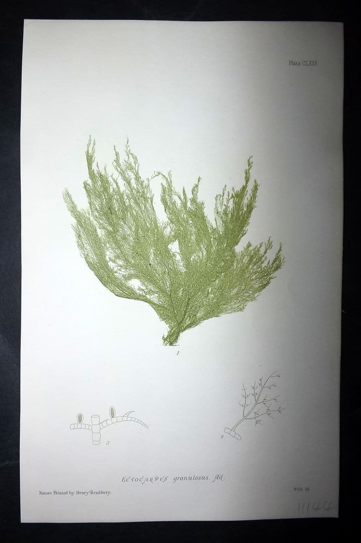 Bradbury, Henry 1859 Nature Printed Seaweed Print. Ectocarpus Granulosus 180: Antique Nature Printed Electrotype Published 1859 by Henry Bradbury, London for "The Nature-Printed British Sea-Weeds" by William Grosart Johnstone and Alexander Croall. Paper Size: 9 x 6 inch (24 x 1