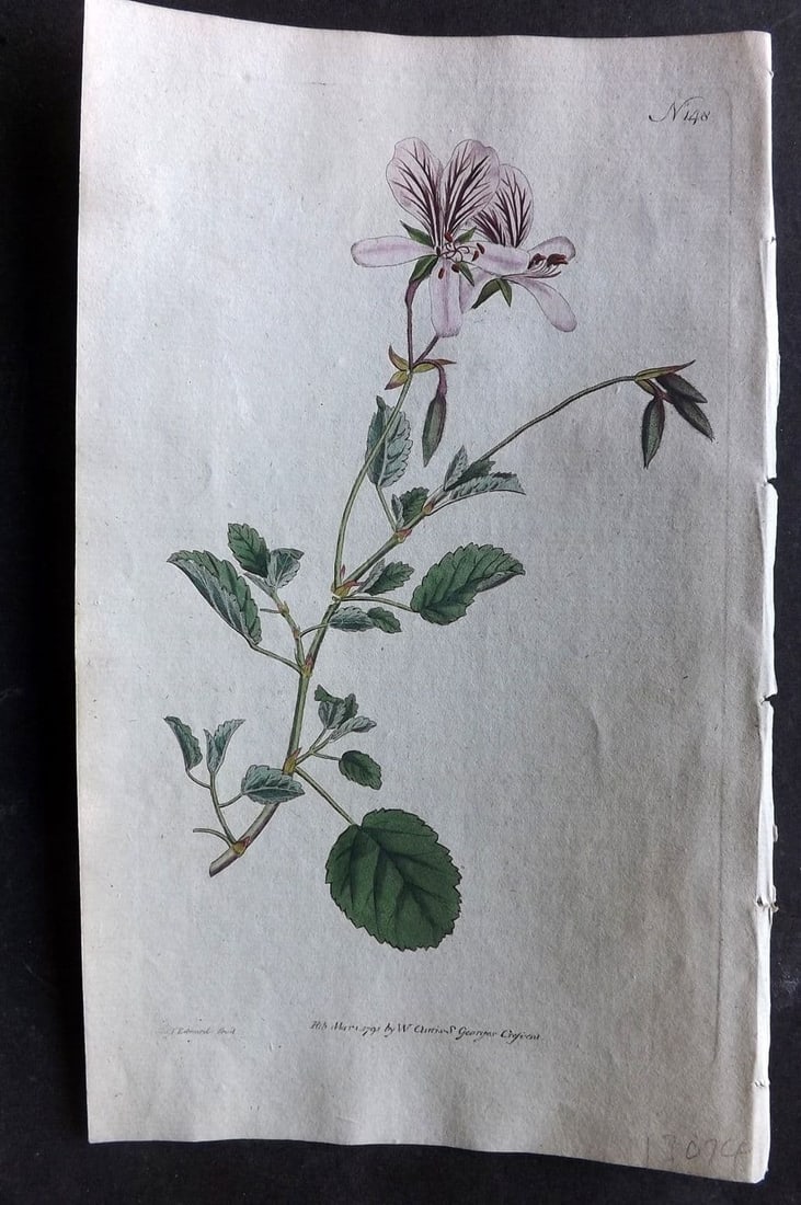 Curtis, William 1791 Hand Col Botanical Print. Birch Leav'd Crane's Bill 148 (1 of 1)