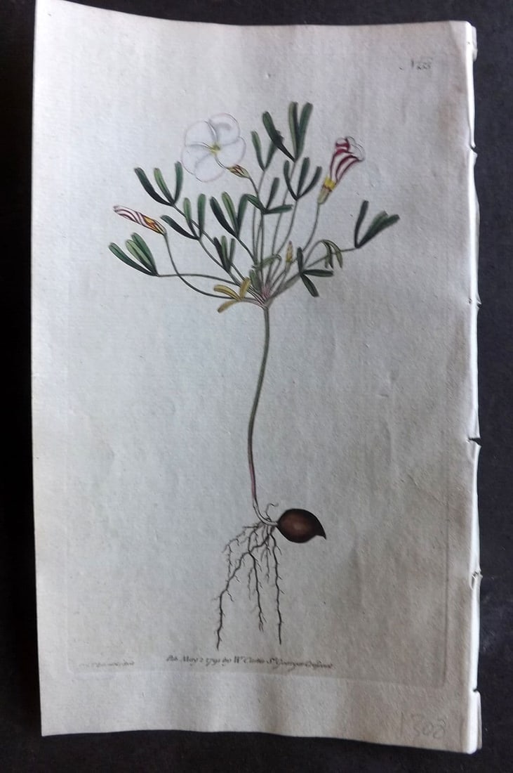 Curtis, William 1791 Hand Col Botanical Print. Striped Flower'd Wood Sorrel 155: Antique Engraving/Etching Published 1787-1904, London for "The Botanical Magazine; or Flower-Garden Displayed" and later "Curtis's Botanical Magazine..." by William Curtis, continued by John Simms and