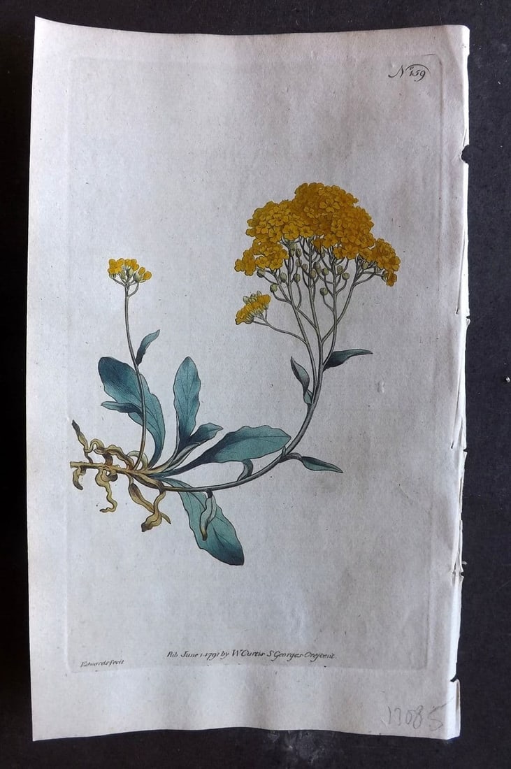 Curtis, William 1791 Hand Col Botanical Print. Yellow Alyssum 159 (1 of 1)