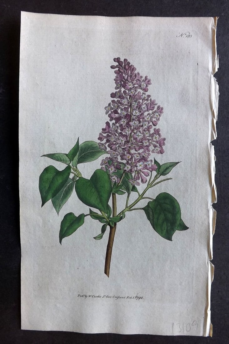 Curtis, William 1792 Hand Col Botanical Print. Common Lilac 183 (1 of 1)