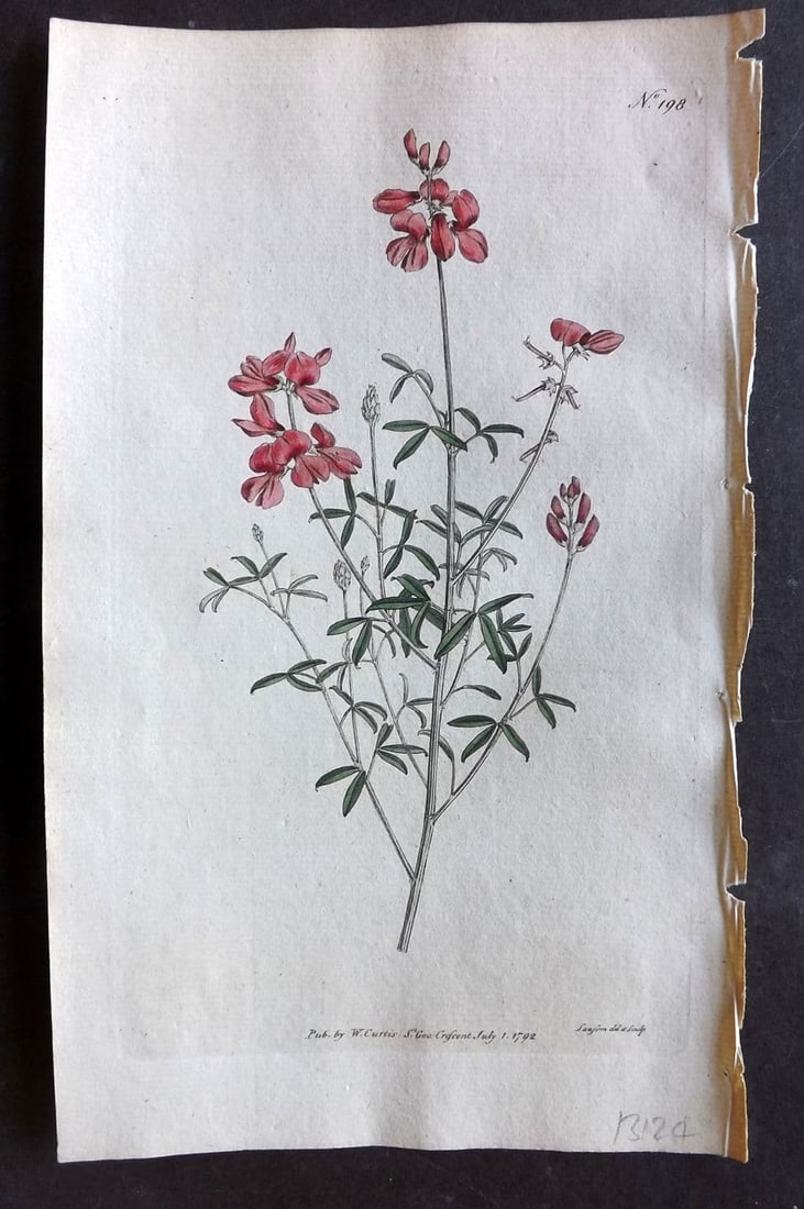 Curtis, William 1792 Hand Col Botanical Print. White Leaved Indigo 198 (1 of 1)