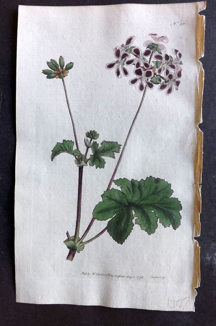 Curtis, William 1792 Hand Col Botanical Print. Two Coloured Crane's Bill 201 (1 of 1)