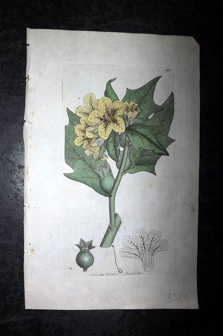 Sowerby, James 1799 Hand Col Botanical Print. Common Henbane 591: Antique Copper Plate Published London, 1790-1814 for "English Botany; or, Coloured Figures of British Plants..." First Edition by James Sowerby. Fine hand colour as issued. With accompanying descripti