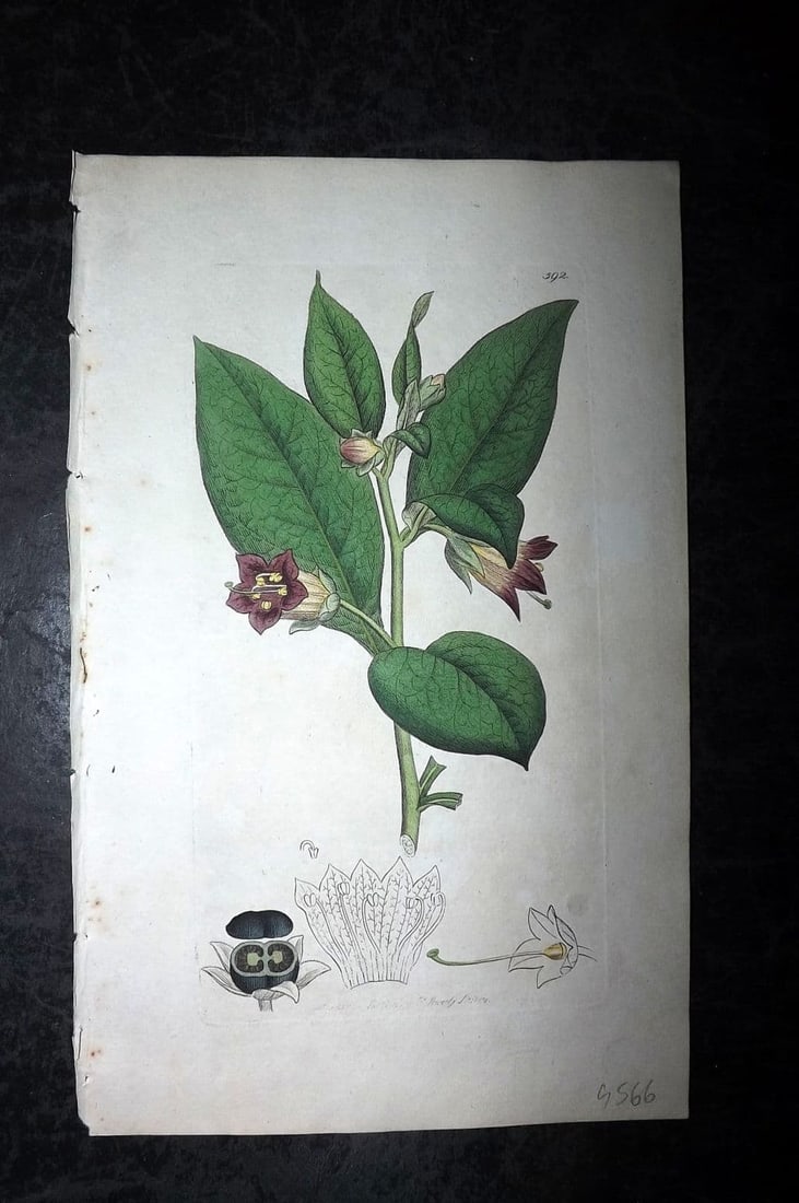 Sowerby, James 1799 Hand Col Botanical Print. Dwale, or Deadly Nightshade 592: Antique Copper Plate Published London, 1790-1814 for "English Botany; or, Coloured Figures of British Plants..." First Edition by James Sowerby. Fine hand colour as issued. With accompanying descripti
