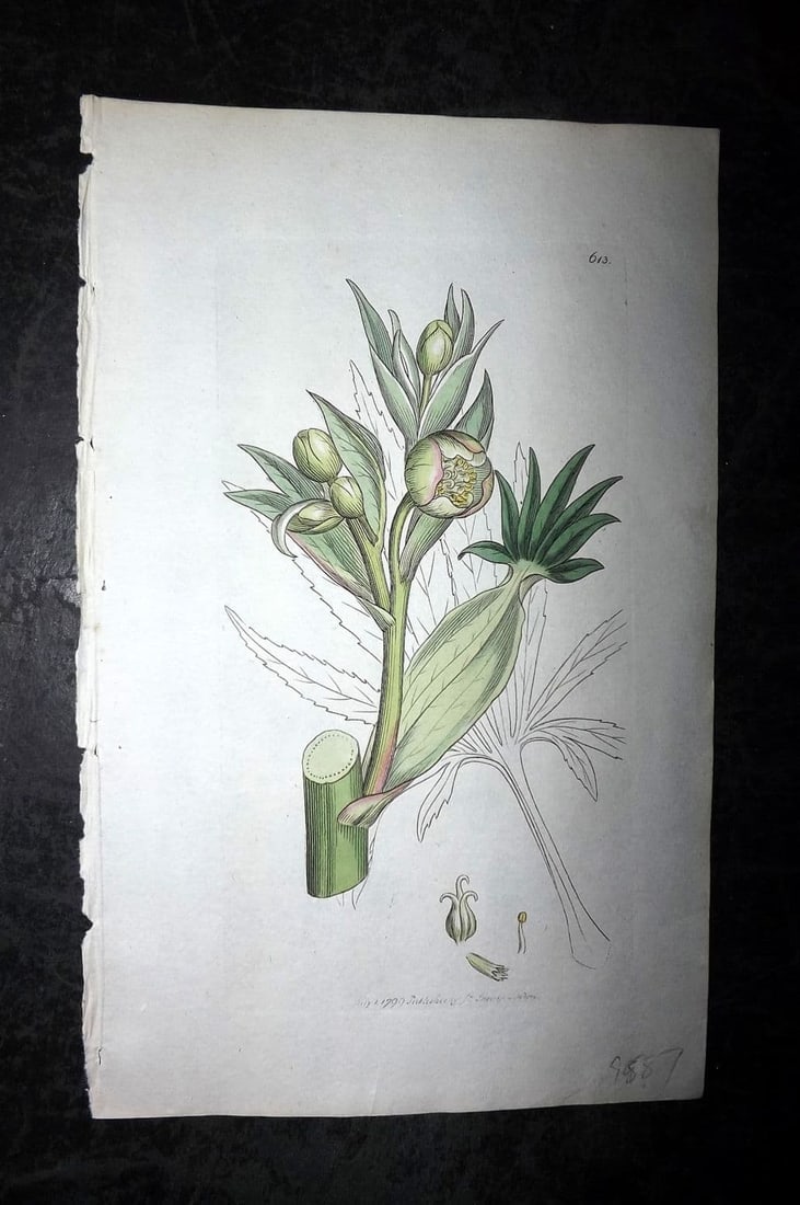 Sowerby, James 1799 Hand Col Botanical Print. Stinking Hellebore 613: Antique Copper Plate Published London, 1790-1814 for "English Botany; or, Coloured Figures of British Plants..." First Edition by James Sowerby. Fine hand colour as issued. With accompanying descripti