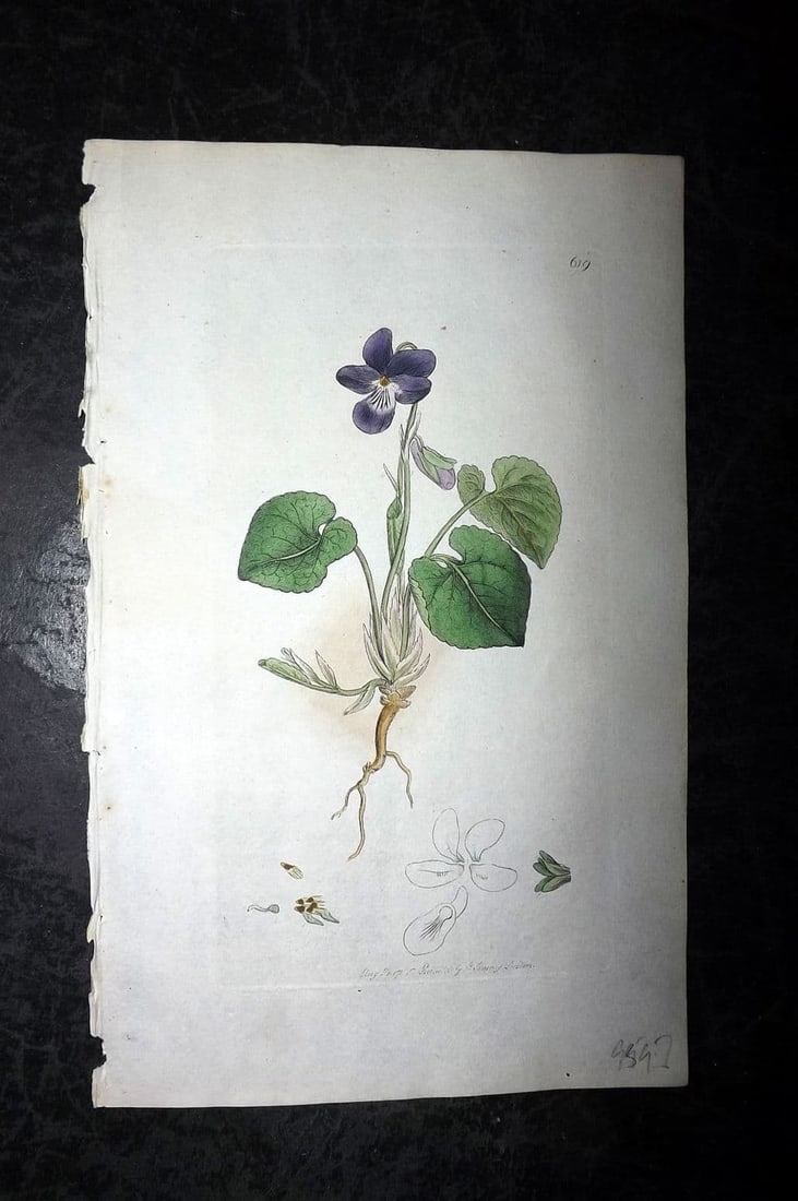 Sowerby, James 1799 Hand Col Botanical Print. Sweet Violet 619: Antique Copper Plate Published London, 1790-1814 for "English Botany; or, Coloured Figures of British Plants..." First Edition by James Sowerby. Fine hand colour as issued. With accompanying descripti