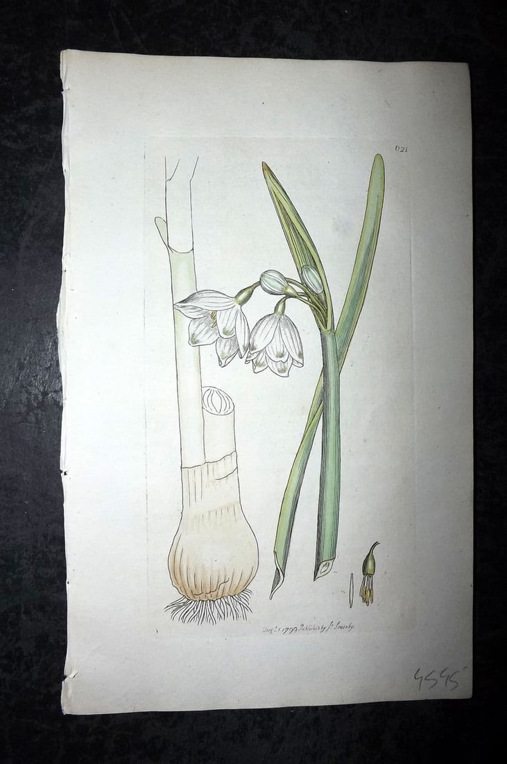 Sowerby, James 1799 Hand Col Botanical Print. Summer Snowflake 621: Antique Copper Plate Published London, 1790-1814 for "English Botany; or, Coloured Figures of British Plants..." First Edition by James Sowerby. Fine hand colour as issued. With accompanying descripti