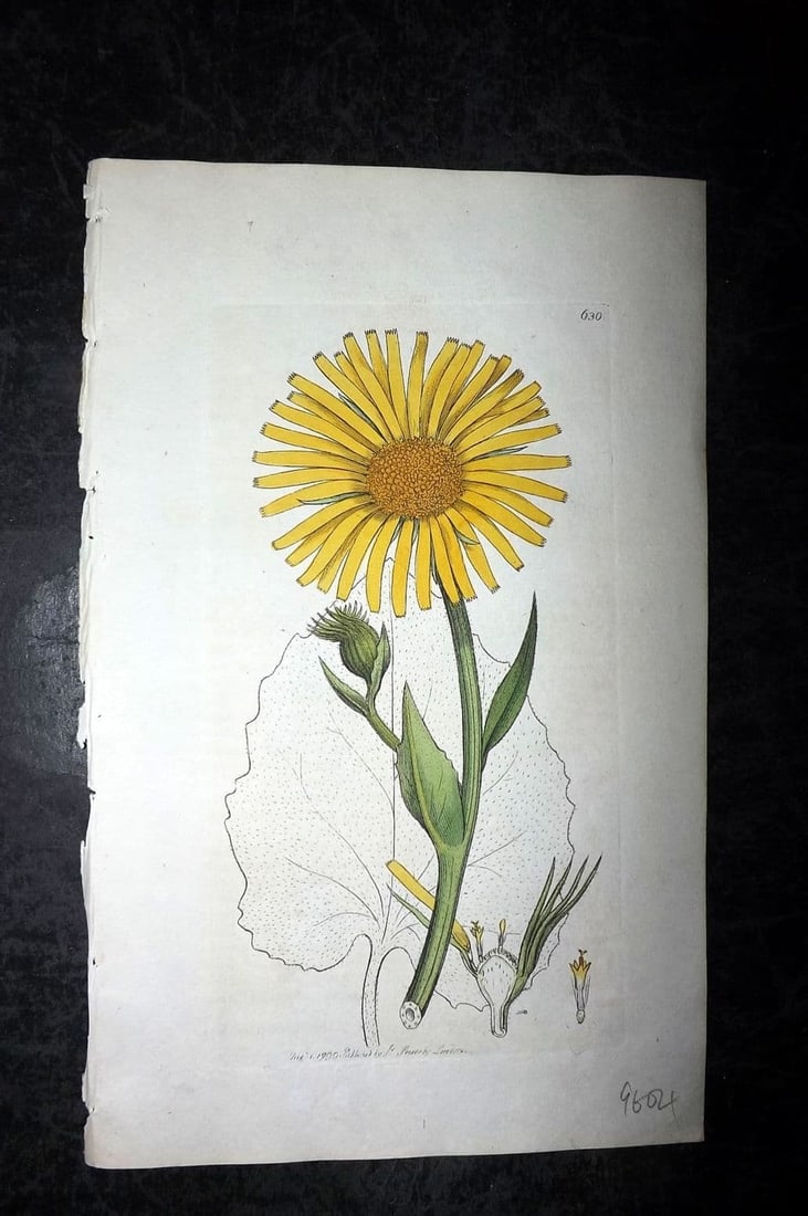 Sowerby, James 1799 Hand Col Botanical Print. Great Leopard's Bane 630: Antique Copper Plate Published London, 1790-1814 for "English Botany; or, Coloured Figures of British Plants..." First Edition by James Sowerby. Fine hand colour as issued. With accompanying descripti