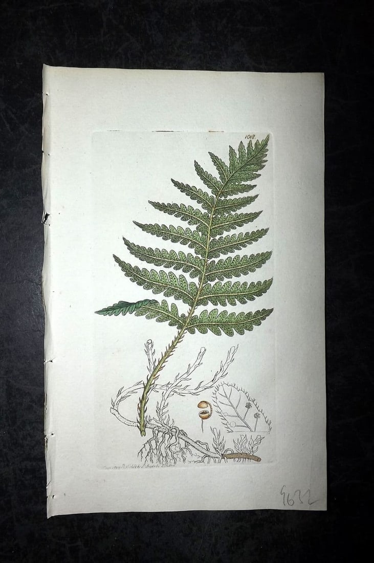 Sowerby, James 1802 Hand Col Botanical Print. Marsh Polypody Fern 1018: Antique Copper Plate Published London, 1790-1814 for "English Botany; or, Coloured Figures of British Plants..." First Edition by James Sowerby. Fine hand colour as issued. With accompanying descripti