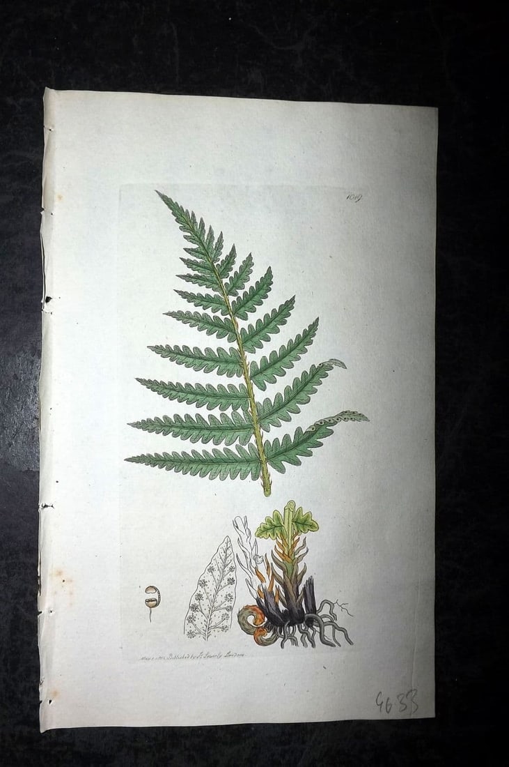 Sowerby, James 1802 Hand Col Botanical Print. Heath Polypody Fern 1019: Antique Copper Plate Published London, 1790-1814 for "English Botany; or, Coloured Figures of British Plants..." First Edition by James Sowerby. Fine hand colour as issued. With accompanying descripti