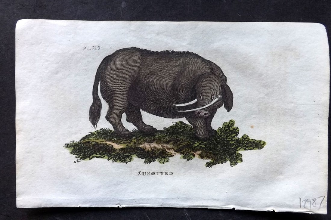 Brightly (Pub) 1811 Hand Col Print. Sukotyro, Mythical Animal 35: Antique Copper Plate Published 1811 by Brightly & Co, Bungay for "The Natural History of Quadrupeds and Cetaceous Animals" Various Authors - Many images taken from George Shaw's "General Zoology" Fine