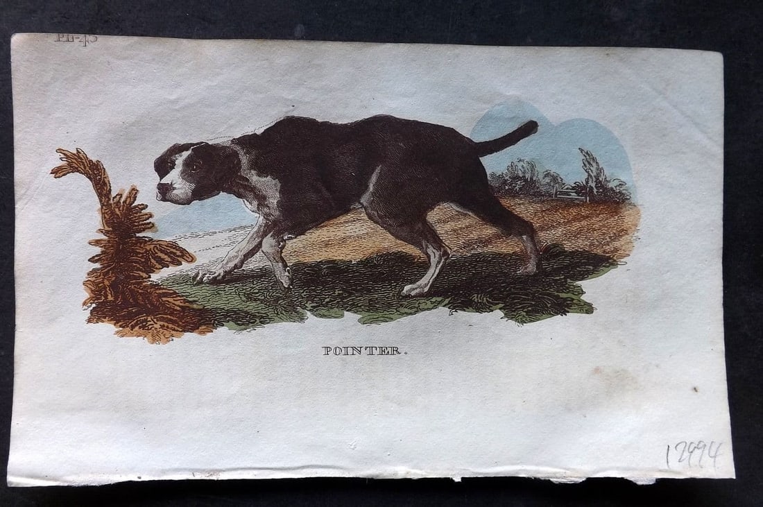 Brightly (Pub) 1811 Hand Col Print. Pointer Dog 43 (1 of 1)
