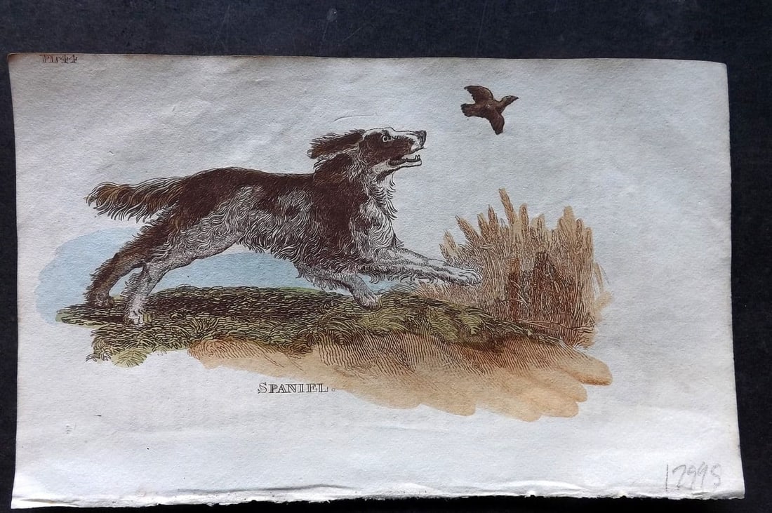 Brightly (Pub) 1811 Hand Col Print. Spaniel Dog 44: Antique Copper Plate Published 1811 by Brightly & Co, Bungay for "The Natural History of Quadrupeds and Cetaceous Animals" Various Authors - Many images taken from George Shaw's "General Zoology" Fine