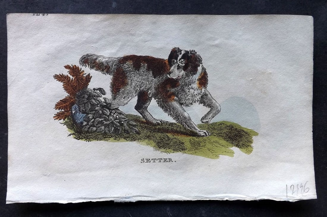 Brightly (Pub) 1811 Hand Col Print. Setter Dog 45: Antique Copper Plate Published 1811 by Brightly & Co, Bungay for "The Natural History of Quadrupeds and Cetaceous Animals" Various Authors - Many images taken from George Shaw's "General Zoology" Fine