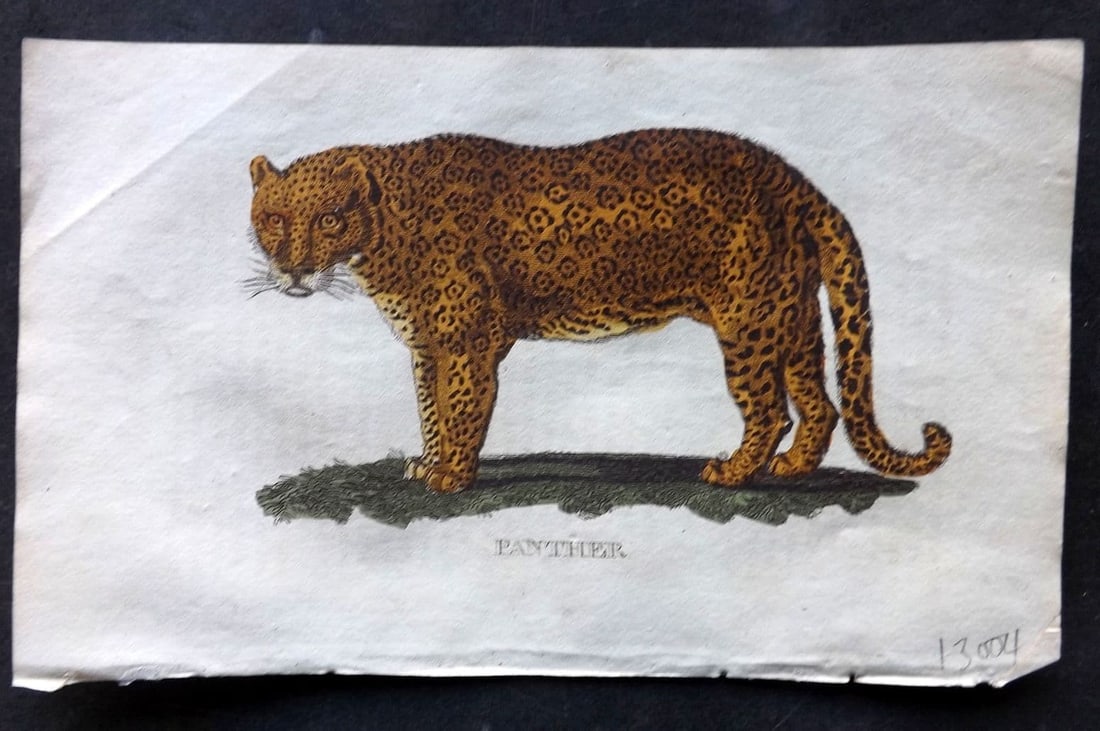 Brightly (Pub) 1811 Hand Col Print. Panther 53: Antique Copper Plate Published 1811 by Brightly & Co, Bungay for "The Natural History of Quadrupeds and Cetaceous Animals" Various Authors - Many images taken from George Shaw's "General Zoology" Fine