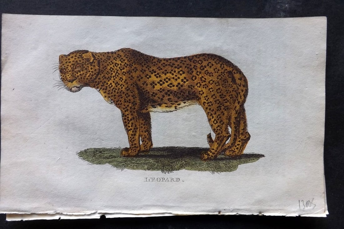 Brightly (Pub) 1811 Hand Col Print. Leopard 54: Antique Copper Plate Published 1811 by Brightly & Co, Bungay for "The Natural History of Quadrupeds and Cetaceous Animals" Various Authors - Many images taken from George Shaw's "General Zoology" Fine