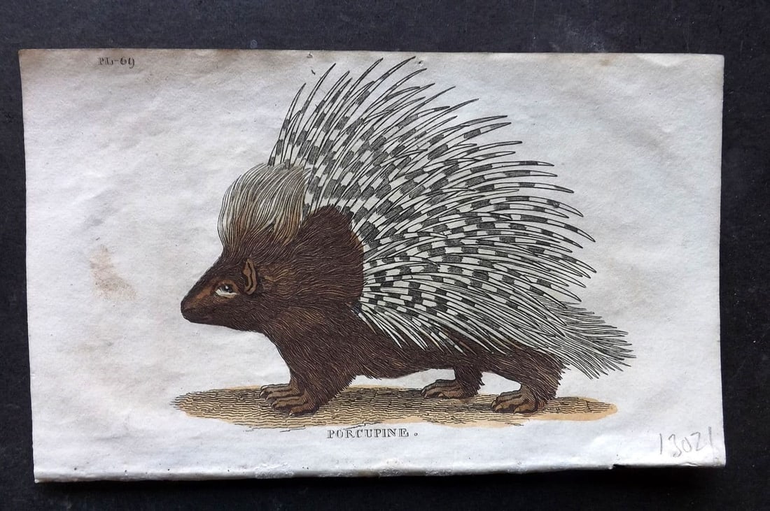Brightly (Pub) 1811 Hand Col Print. Porcupine 69: Antique Copper Plate Published 1811 by Brightly & Co, Bungay for "The Natural History of Quadrupeds and Cetaceous Animals" Various Authors - Many images taken from George Shaw's "General Zoology" Fine