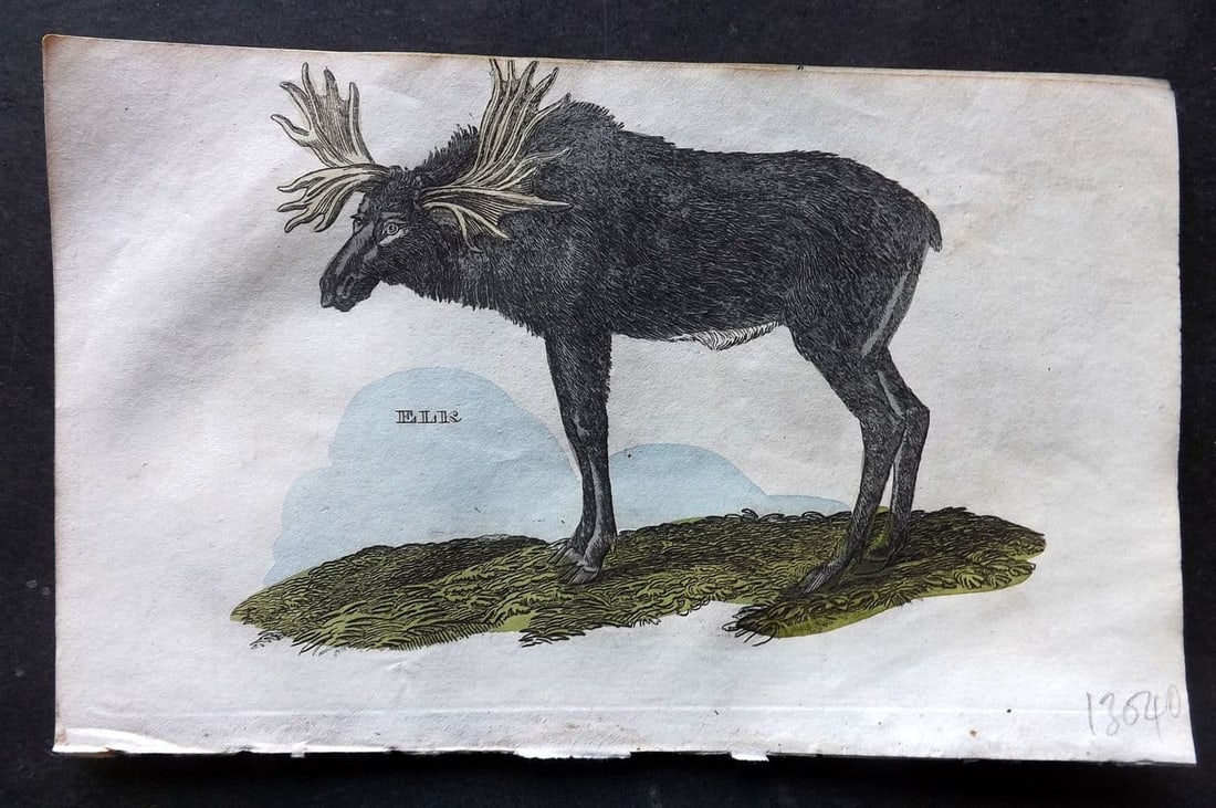 Brightly (Pub) 1811 Hand Col Print. Elk 87: Antique Copper Plate Published 1811 by Brightly & Co, Bungay for "The Natural History of Quadrupeds and Cetaceous Animals" Various Authors - Many images taken from George Shaw's "General Zoology" Fine