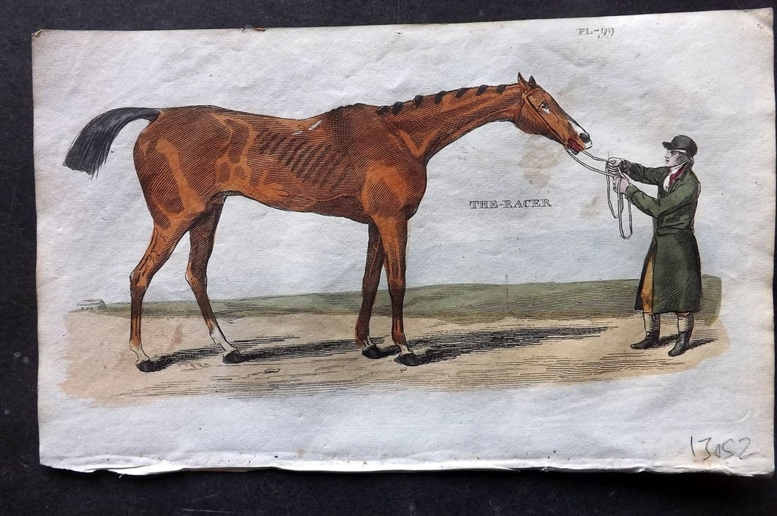 Brightly (Pub) 1811 Hand Col Print. Horse,The Racer 99: Antique Copper Plate Published 1811 by Brightly & Co, Bungay for "The Natural History of Quadrupeds and Cetaceous Animals" Various Authors - Many images taken from George Shaw's "General Zoology" Fine