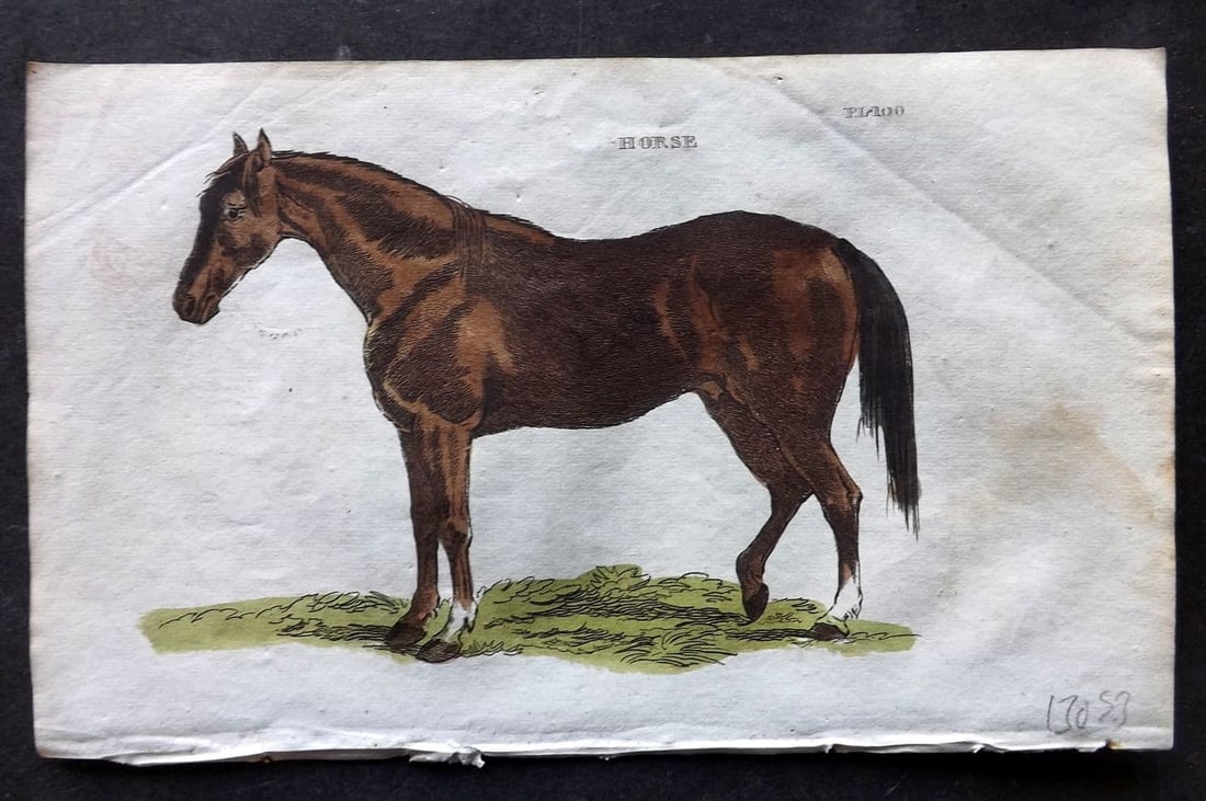 Brightly (Pub) 1811 Hand Col Print. Horse 100: Antique Copper Plate Published 1811 by Brightly & Co, Bungay for "The Natural History of Quadrupeds and Cetaceous Animals" Various Authors - Many images taken from George Shaw's "General Zoology" Fine