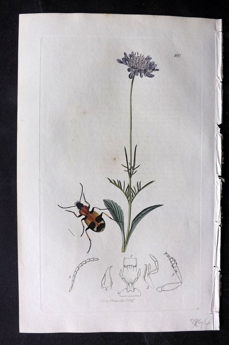Curtis, William 1827 Hand Col Insect Botanical Print. Callistus Lunatus 180 (1 of 1)