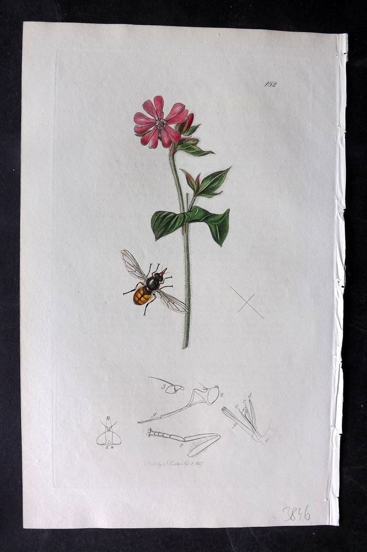 Curtis, William 1827 Hand Col Insect Botanical Print. Rhingia Campestris 182 (1 of 1)
