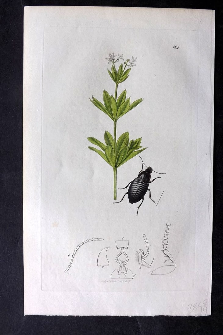 Curtis, William 1827 Hand Col Insect Botanical Print. Celathus Latus 184: Antique Etching Published 1823-39, London for "British Entomology: Being Illustrations and Descriptions of the Genera of Insects found in Great Britain and Ireland" First Edition by John Curtis. With 