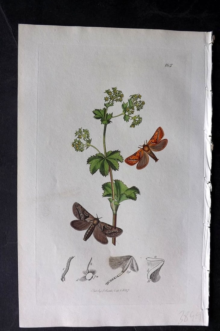 Curtis, William 1827 Hand Col Insect Botanical Print. Tawny & Brown Swift Moth 185: Antique Etching Published 1823-39, London for "British Entomology: Being Illustrations and Descriptions of the Genera of Insects found in Great Britain and Ireland" First Edition by John Curtis. With 
