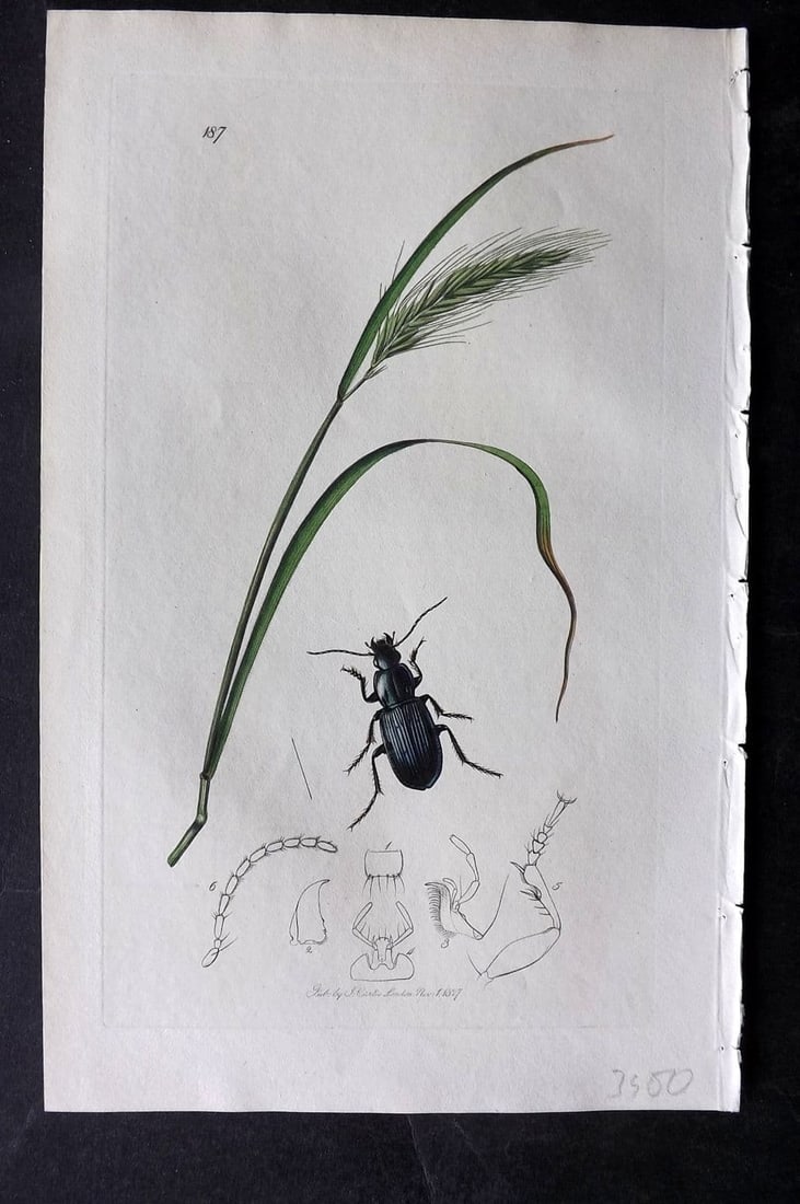 Curtis, William 1827 Hand Col Insect Botanical Print. Poecilus Lepidus 187: Antique Etching Published 1823-39, London for "British Entomology: Being Illustrations and Descriptions of the Genera of Insects found in Great Britain and Ireland" First Edition by John Curtis. With 