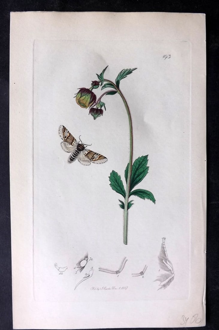 Curtis, William 1827 Hand Col Insect Botanical Print. Broad Barred Kitten Moth 193: Antique Etching Published 1823-39, London for "British Entomology: Being Illustrations and Descriptions of the Genera of Insects found in Great Britain and Ireland" First Edition by John Curtis. With