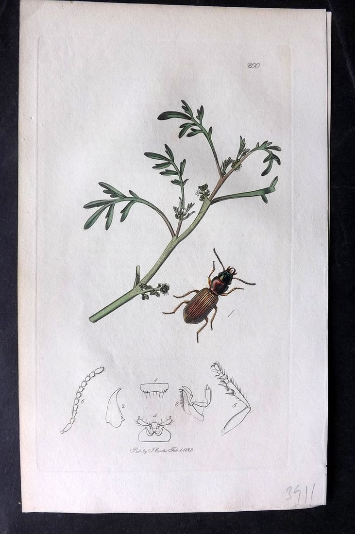 Curtis, William 1827 Hand Col Insect Botanical Print. Cillenum Laterale 200: Antique Etching Published 1823-39, London for "British Entomology: Being Illustrations and Descriptions of the Genera of Insects found in Great Britain and Ireland" First Edition by John Curtis. With 