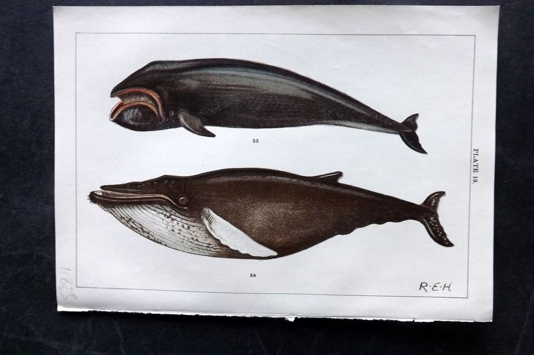 Gordon, W. J. C1900 Antique Print. Biscay & Humpback Whale 19.: Antique Chromolithograph Published C1900, London for the "Our Country's" Series by W. J. Gordon. Paper Size: 7.5 x 5 inch (19 x 13cm) Good Condition
