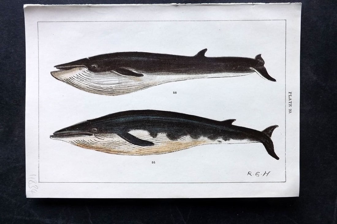 Gordon, W. J. C1900 Antique Print. Sibbald's & Common Rorqual Whales 20. (1 of 1)