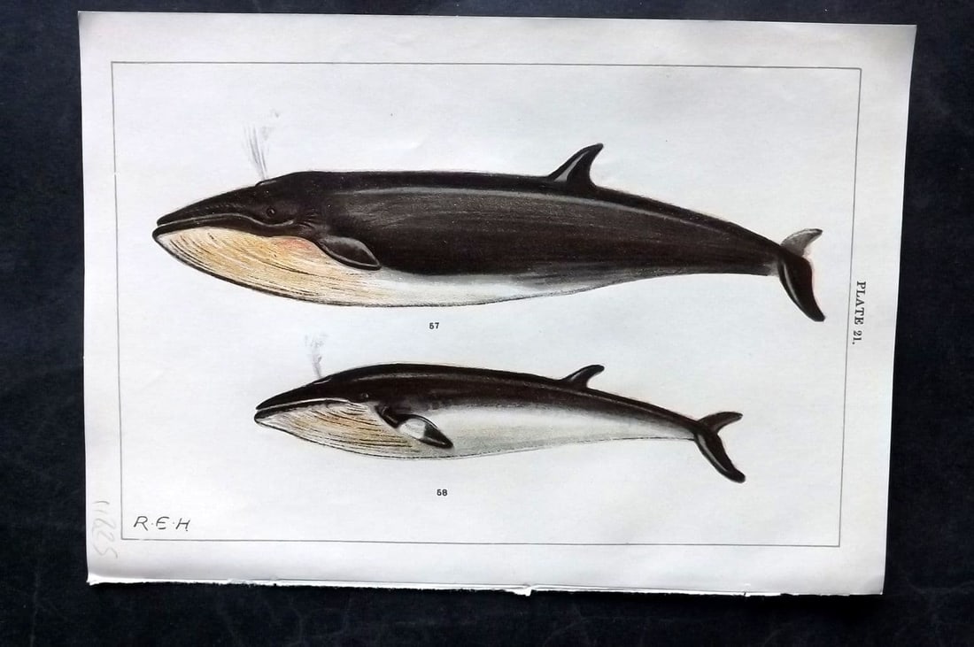 Gordon, W. J. C1900 Antique Print. Northern & Lesser Rorqual Whales 21. (1 of 1)