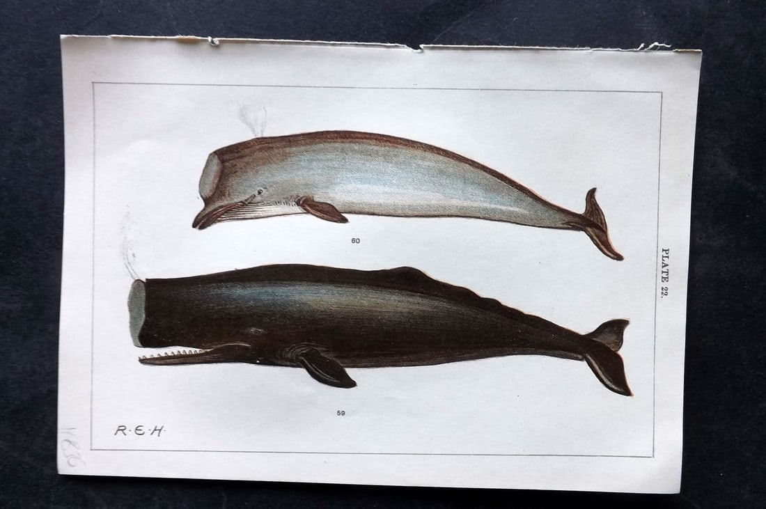 Gordon, W. J. C1900 Antique Print. Sperm & Bottlenose Whales 22. (1 of 1)