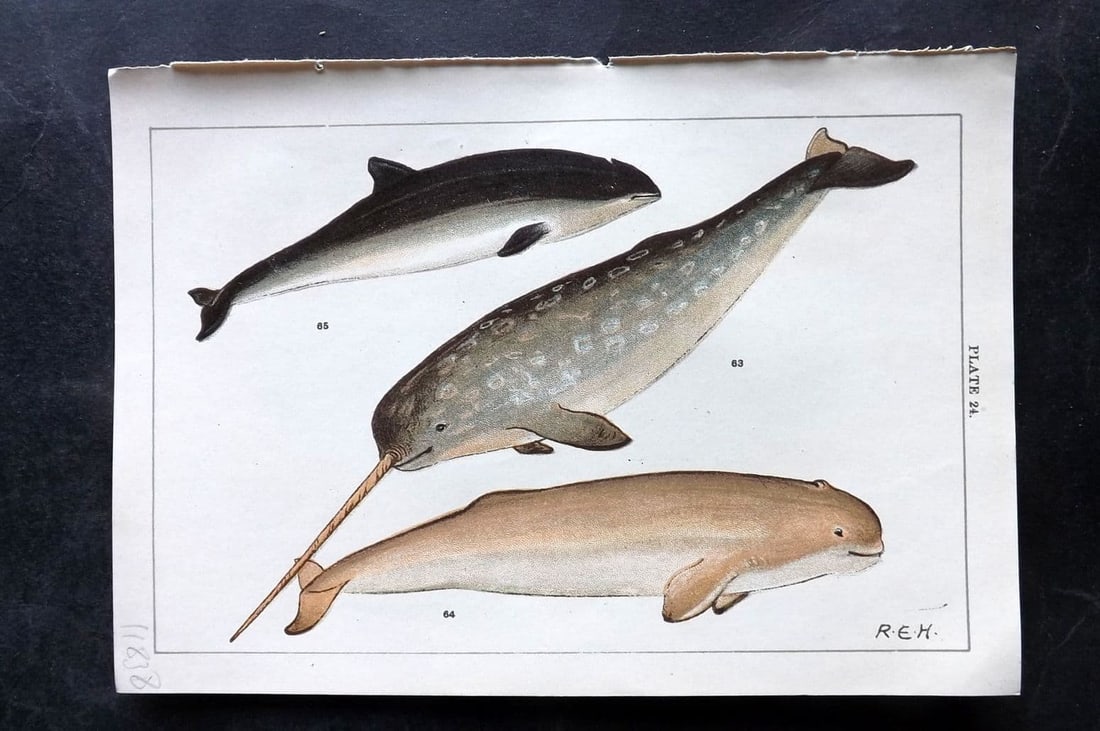 Gordon, W. J. C1900 Antique Print. Narwhal, White Whale & Porpoise 24.: Antique Chromolithograph Published C1900, London for the "Our Country's" Series by W. J. Gordon. Paper Size: 7.5 x 5 inch (19 x 13cm) Good Condition