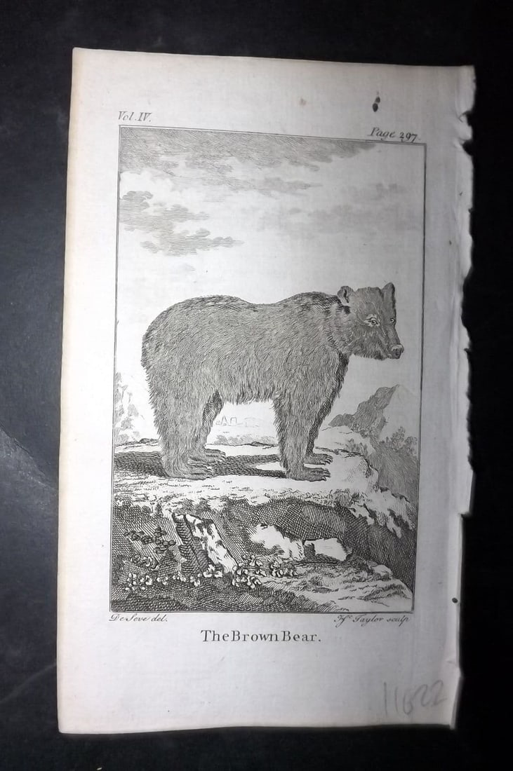 Goldsmith, Oliver 1791 Antique Print. Brown Bear: Antique Copper Plate Published 1790-91, London for An History of the Earth and Animated Nature" by Oliver Goldsmith. Paper Size: 7 x 4 inch (18 x 11cm) Tiny marks in top margin.