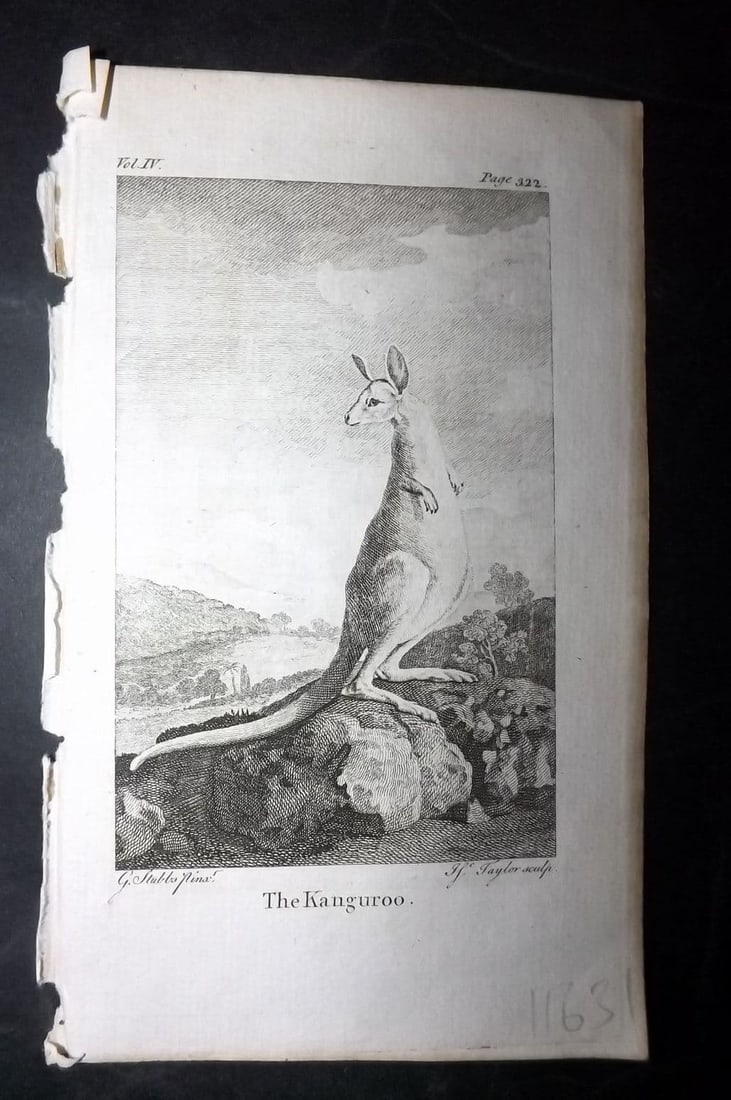 Goldsmith, Oliver 1791 Antique Print. Kangaroo Australia (1 of 1)