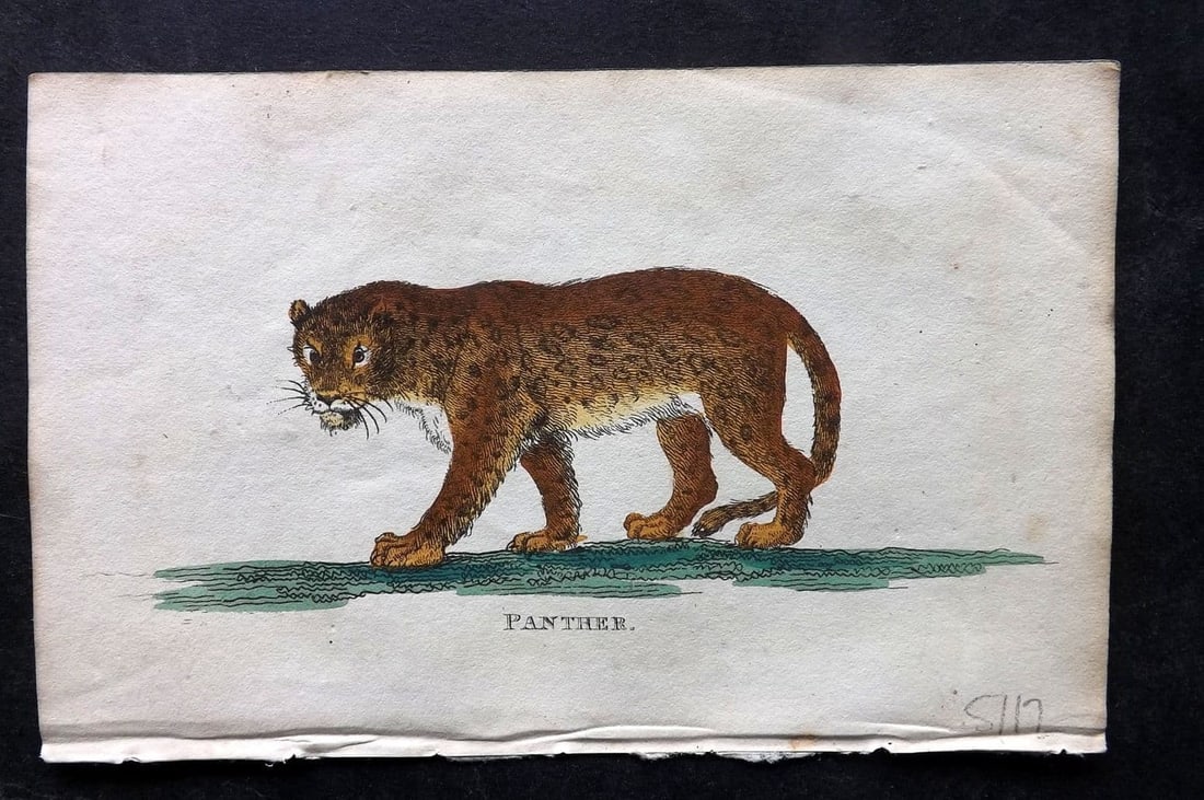 Holloway, William 1804 Hand Col Print. Panther: Antique Copper Plate Published 1803-04, London for "The British Museum; Or Elegant Repository of Natural History" by William Holloway and John Branch. Fine hand colour as issued. Paper Size: 5 x 3.5 i