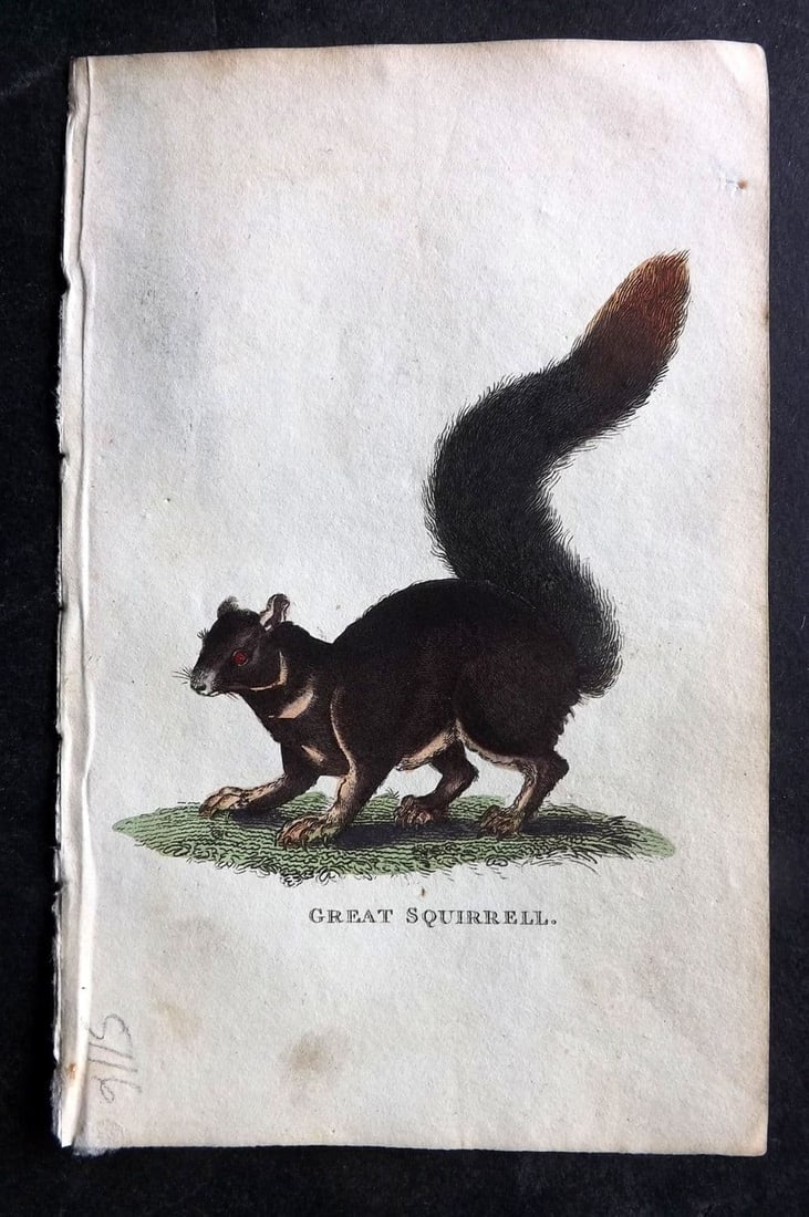 Holloway, William 1804 Hand Col Print. Great Squirrel: Antique Copper Plate Published 1803-04, London for "The British Museum; Or Elegant Repository of Natural History" by William Holloway and John Branch. Fine hand colour as issued. Paper Size: 5 x 3.5 i