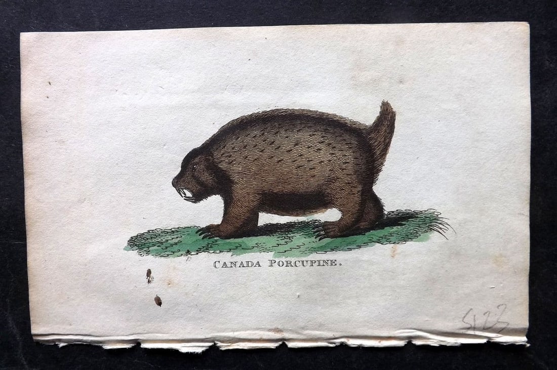 Holloway, William 1804 Hand Col Print. Canada Porcupine: Antique Copper Plate Published 1803-04, London for "The British Museum; Or Elegant Repository of Natural History" by William Holloway and John Branch. Fine hand colour as issued. Paper Size: 5 x 3.5 i