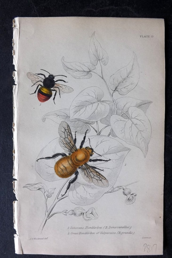 Jardine, William 1840 HCol. Donovans Humble-Bee, Great Humble Bee of Valparaiso 17 (1 of 1)