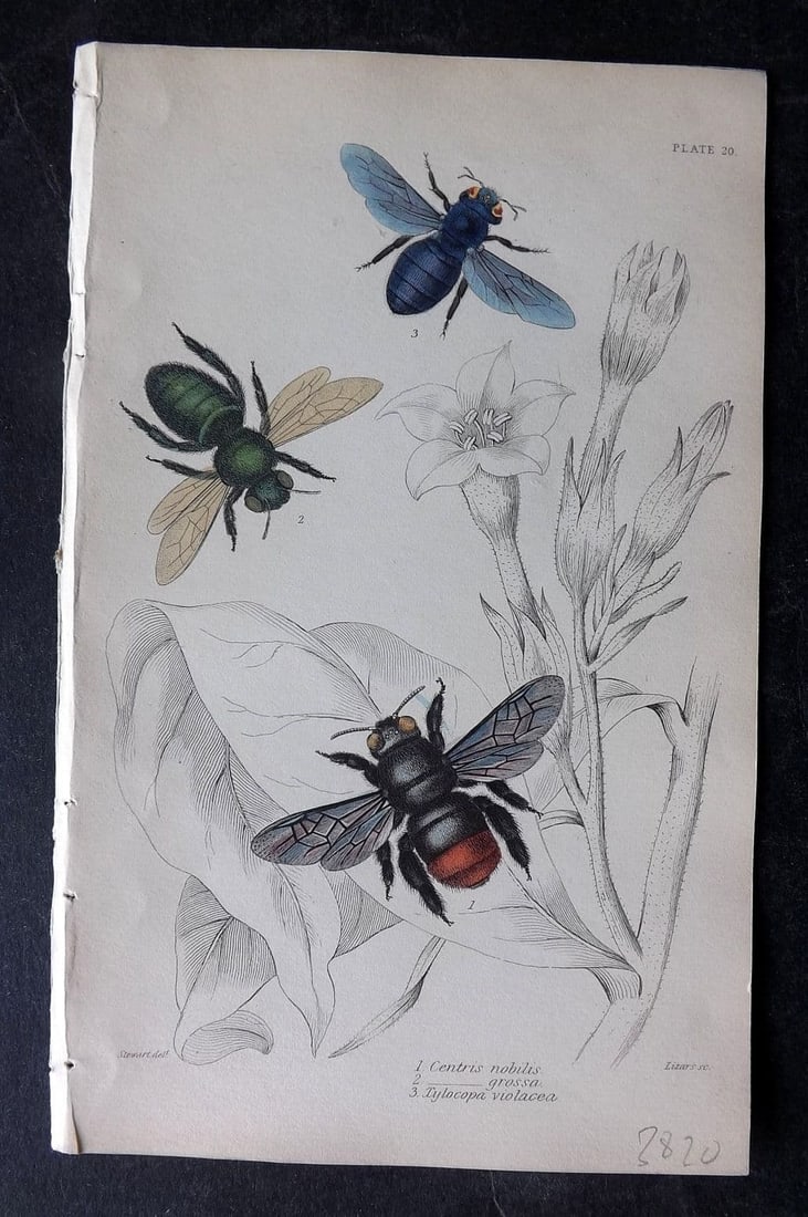 Jardine, William 1840 Hand Col Print. Centris Nobilis & Grossa, Xylocopa Violacea. Bees 20 (1 of 1)