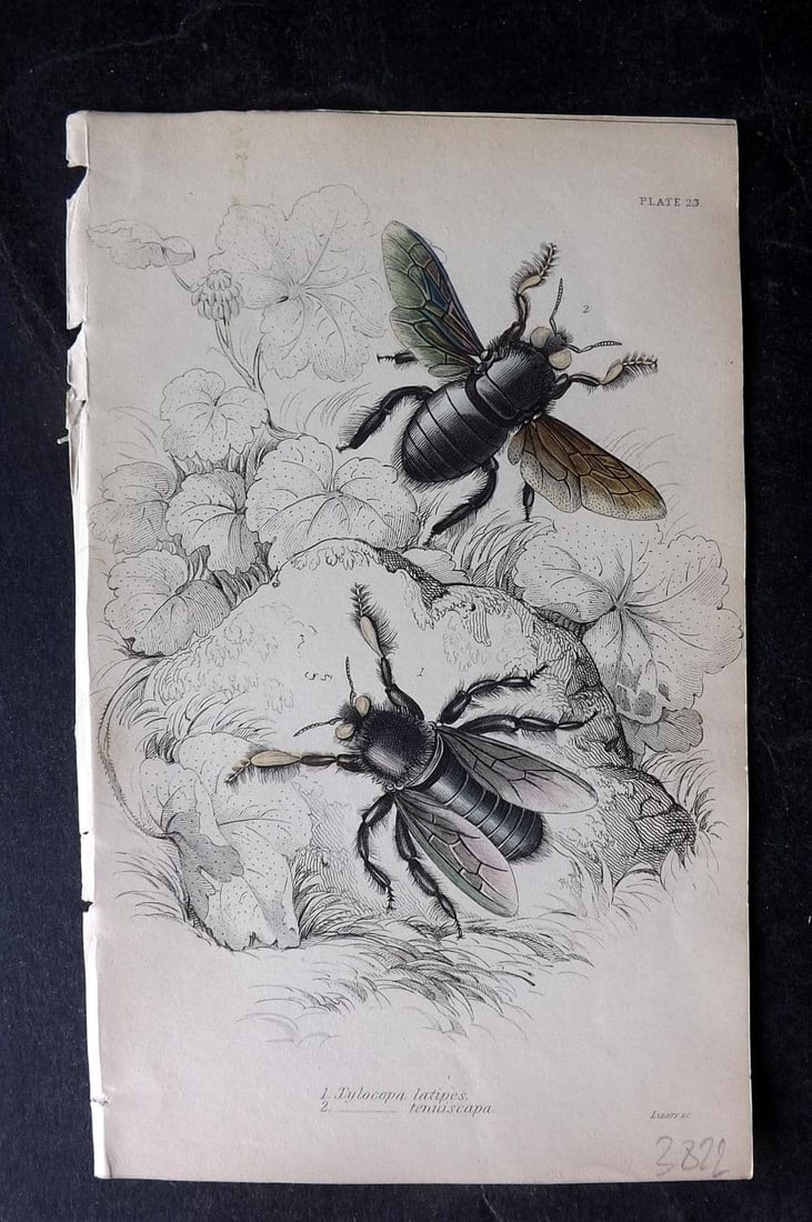 Jardine, William 1840 Hand Col Print. Xylocopa Latipes & Tenuiscapa Bees 23 (1 of 1)